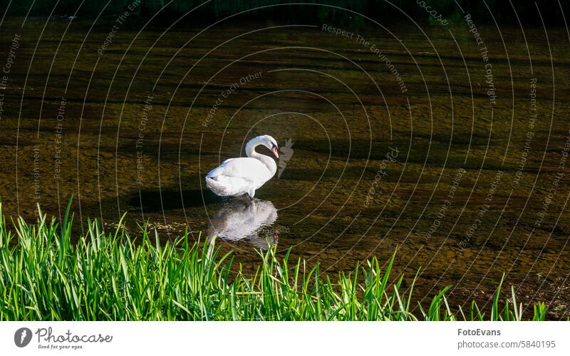 Ein Schwan auf dem Wasser eines kleinen Flusses cygnus Lebewesen Textfreiraum weiß strömen Ente Natur Deutschland Tag Gefieder Vogelart Hintergrund Feder Tier