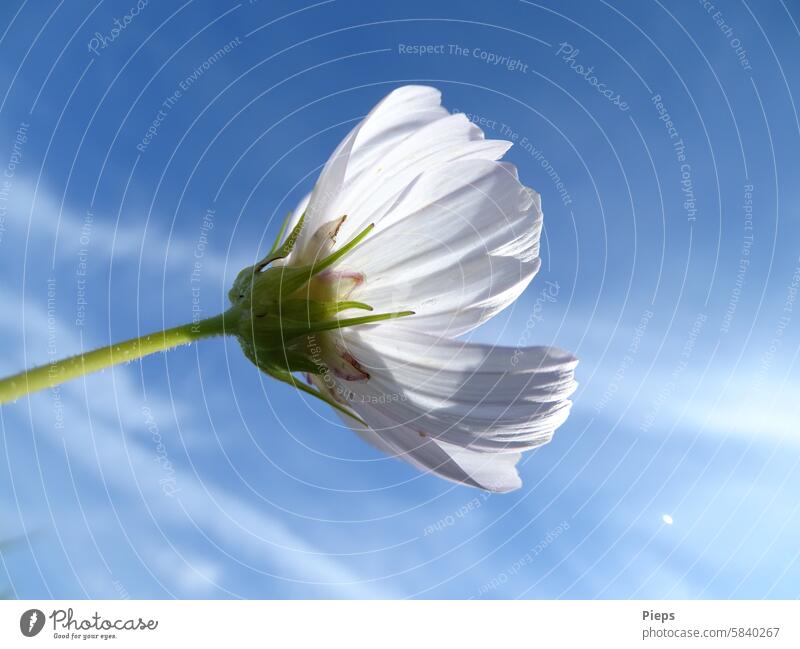 Weiße Cosmea-Blüte wird von der Sonne angestrahlt Schmuckkörbchen Cosmeablüte Pflanze Blühend Sommerblume zarte Blüten weiße blumen Juli August