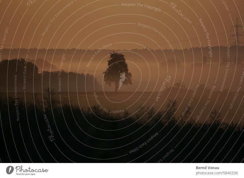 Baum, Strauch, Mast Landschaft Morgendämmerung Panorama (Aussicht) Strommast schön orange Silhouette Idylle Menschenleer Sonnenaufgang Himmel Kontrast Umwelt