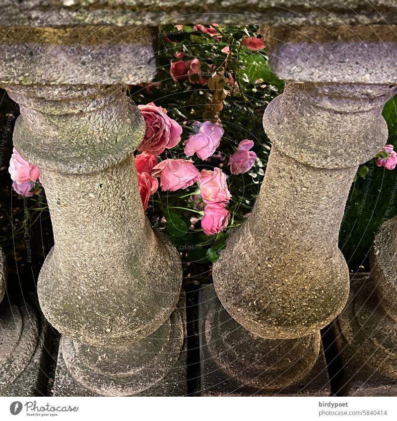 rosa Rosen hinter Balustrade Säulen zwei Stadt Park Garten abends Abendstimmung Mai