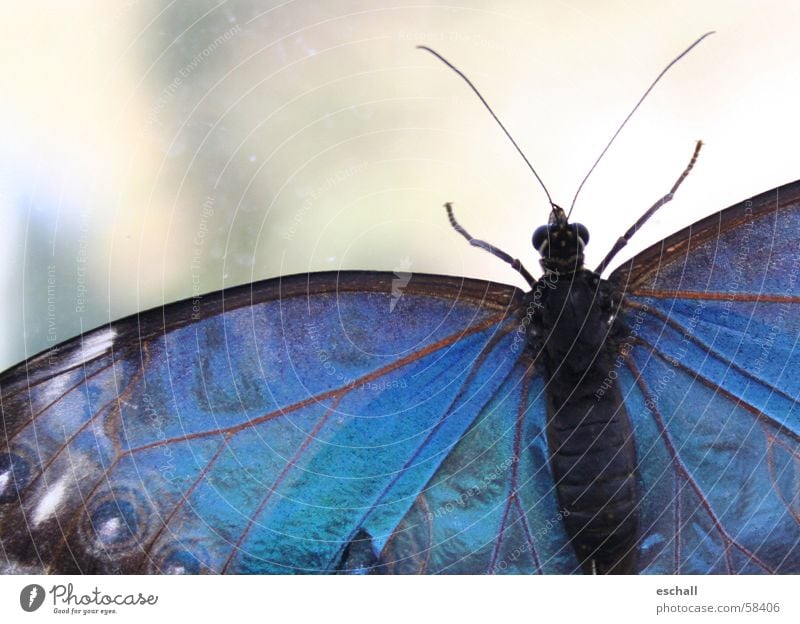 Schillernd Farbfoto Makroaufnahme Schwache Tiefenschärfe Auge Natur Tier Schmetterling Flügel 1 krabbeln ästhetisch blau Farbe Insekt schillernd Fühler