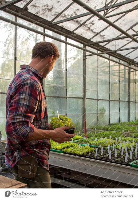 Junger anonymer Mann, der Pflanzen in einem Gewächshaus auf einem Bauernhof pflegt Gartenarbeit Ackerbau Bodenbearbeitung Gartenbau Pflege von Keimling