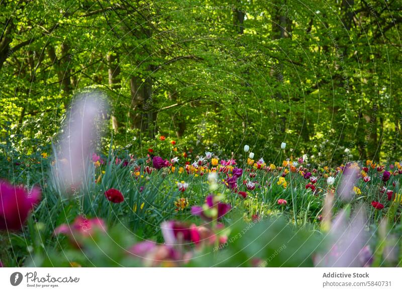 Farbenfrohe Tulpen in einer lebendigen Frühlingswaldwiese Wiese Wildblume Wald Blütezeit pulsierend üppig (Wuchs) Grün Natur Flora Pflanze im Freien Feld