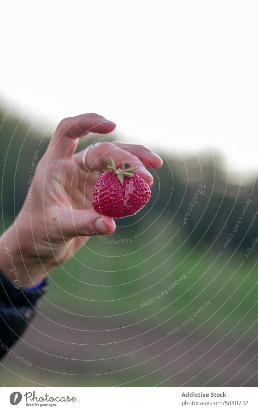 Hand präsentiert eine frische Erdbeere auf einem Bauernhof Erdbeeren produzieren Ackerbau Frucht reif Ernte Beteiligung unkenntlich anonym Nahaufnahme