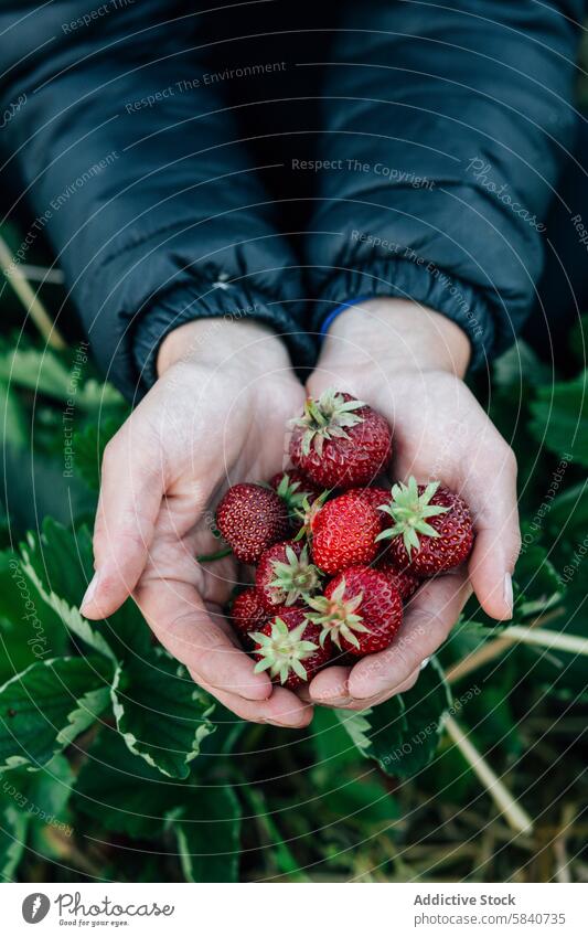 Frisch gepflückte Erdbeeren in den Händen eines anonymen Bauern Landwirt Hand reif frisch Ernte Ackerbau Bauernleben Laubwerk organisch Frucht Kommissionierung