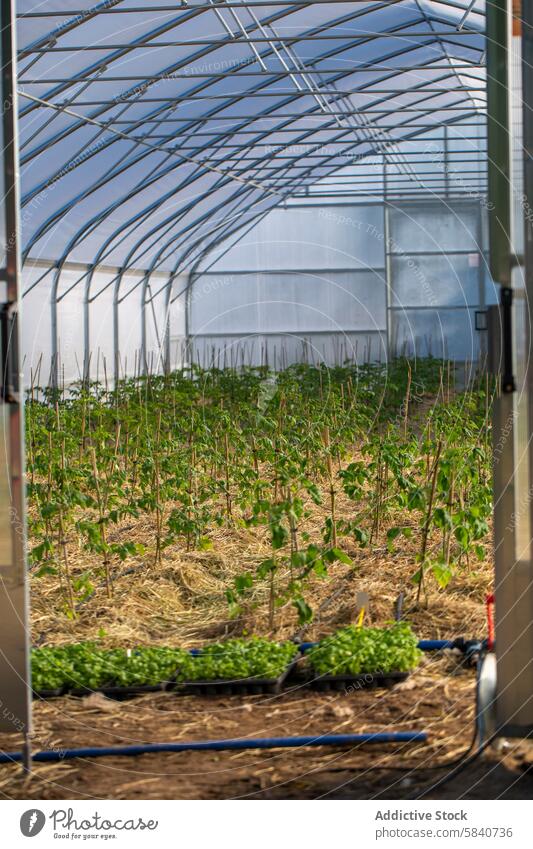 Junge Tomatenpflanzen in einem Hochtunnelgewächshaus Gewächshaus Pflanze Ackerbau Bauernhof Bodenbearbeitung wachsen Bewässerung Schlauch im Innenbereich