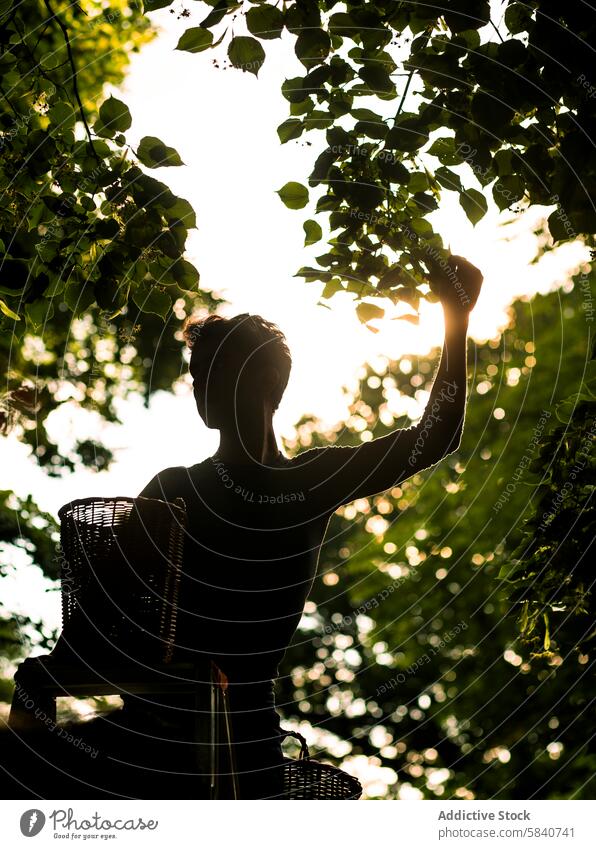 Anonyme Person beim Obstpflücken auf einem Bauernhof bei Sonnenuntergang Silhouette Frucht Kommissionierung Baum glühen warm Ernte Ackerbau ländlich Obstgarten