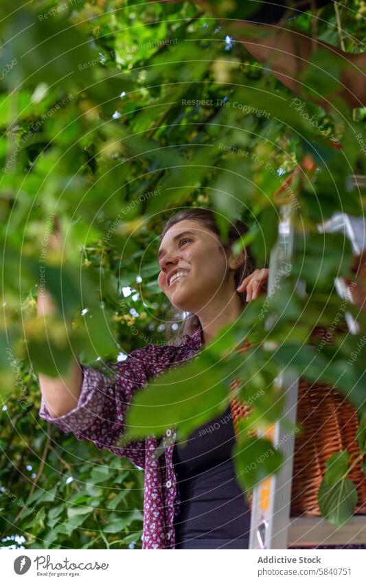 Junge Frau bei der Obsternte auf einem Bauernhof Landwirt Ernte Frucht Laufmasche ländlich Lifestyle grün Blätter Gesundheit Lächeln Ackerbau Gartenbau