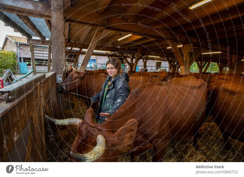 Junge Frau kümmert sich um das Vieh in einer rustikalen Bauernhofumgebung jung Landwirt Rind Scheune Holz füttern Glück fürsorglich braun Kuh Leben traditionell