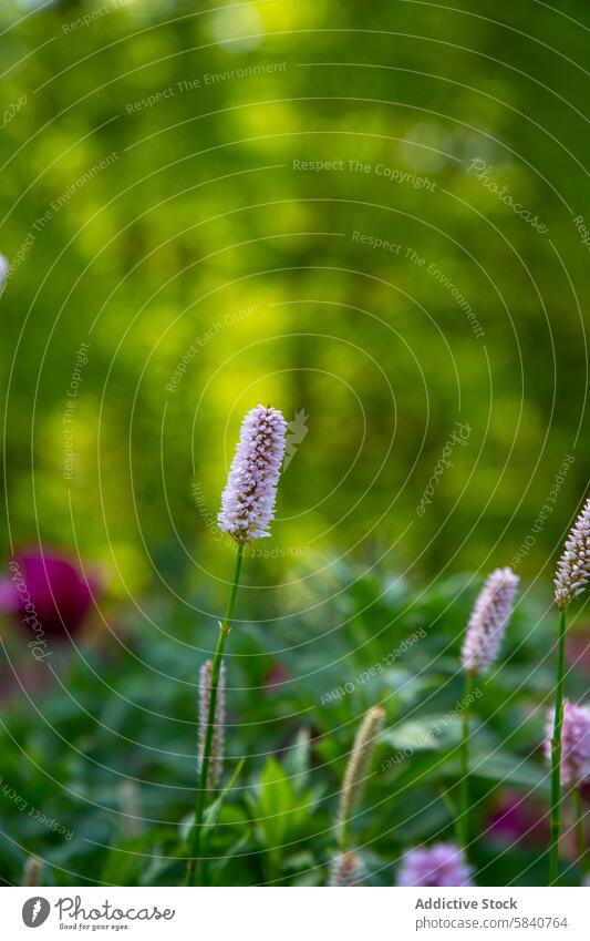 Beschaulicher Bauerngarten mit blühenden Bistort-Blumen bistort Blütezeit Garten ruhig Bauernhof Nahaufnahme Natur Flora botanisch Ackerbau Frühling Wachstum