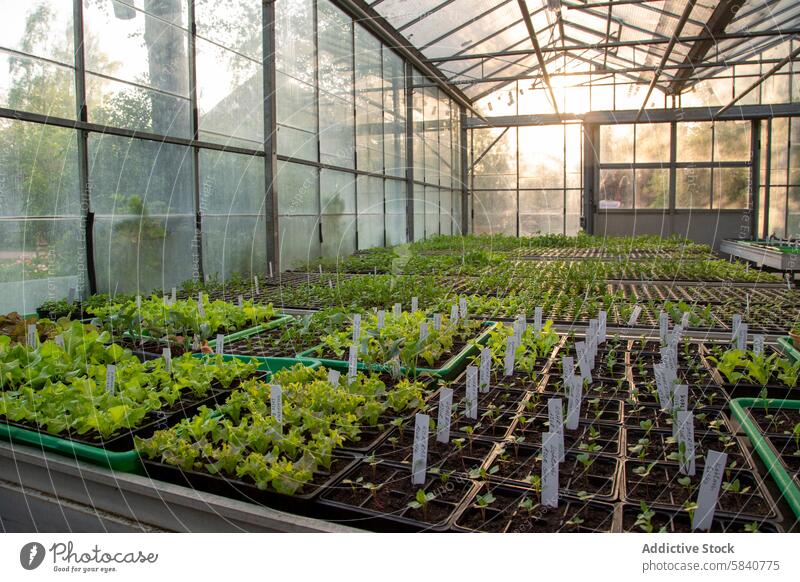 Gewächshaus Sämlinge bei Sonnenuntergang in rustikalen Bauernhof Einstellung Keimling Ackerbau ländlich nachhaltig Wachstum Pflanze Tablett Gartenarbeit