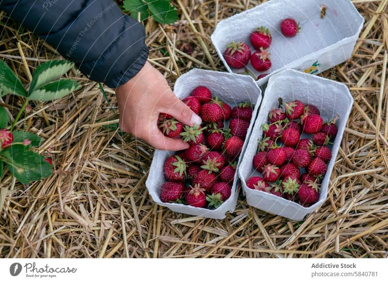 Anonyme Handpflücker frischer Erdbeeren auf einem Bauernhof Kommissionierung reif produzieren Ackerbau Körbchen Ernten saftig Frucht Stroh Boden Pflanze