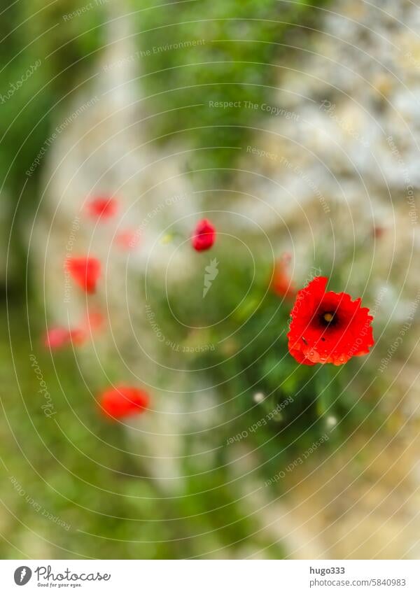 Mohn an einer Mauer Mohnblüte Sommer rot Blume Pflanze Klatschmohn Blüte Natur roter mohn Feld Farbfoto Menschenleer Wildpflanze Außenaufnahme Idylle grün