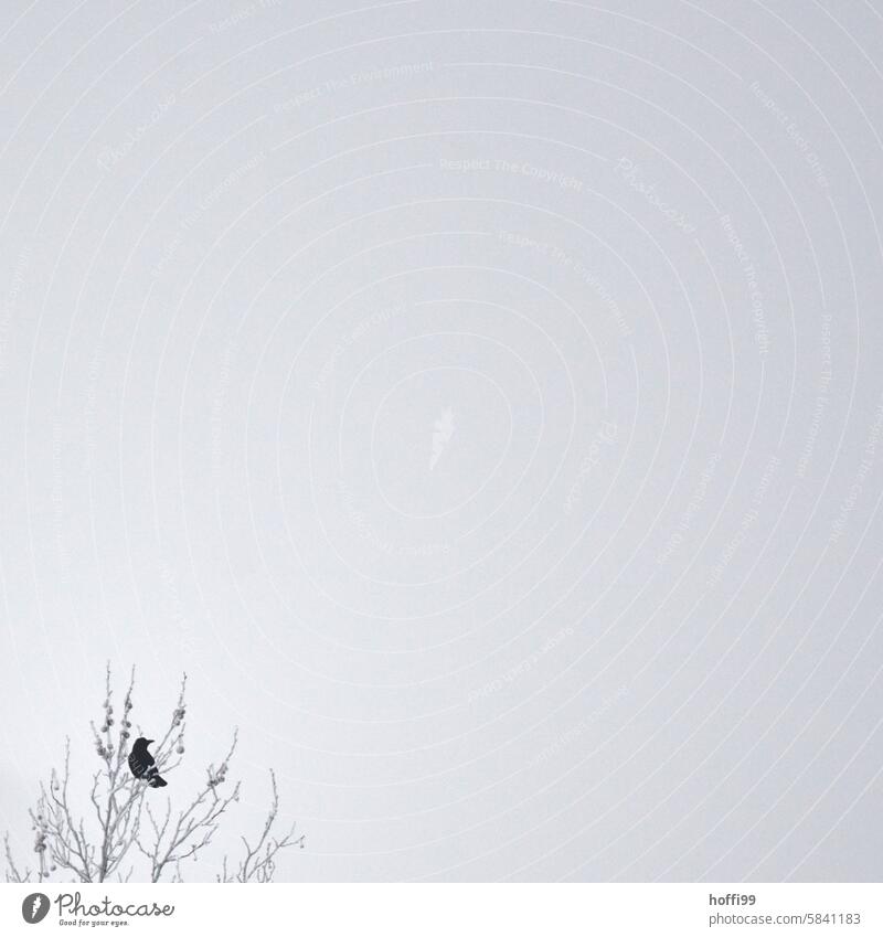 kalte Krähe unten links im Baum, sonst viel Platz für Text weiß Minimalismus minimalistisch Winter grau Schnee einfach Windstille abstrakt Landschaft Frost
