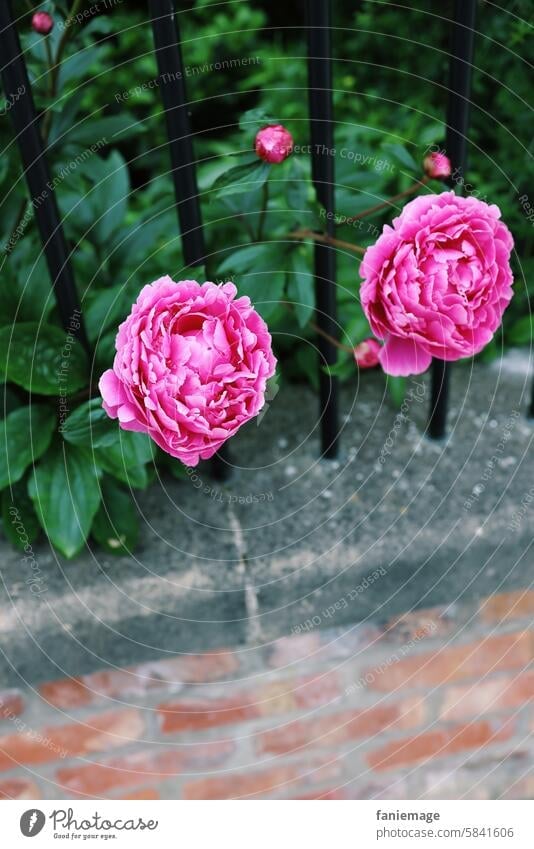 pinke Pfingstrosen Gartenzaun rosa Blühend Blumen vorgarten Mauer grau verrotten backstein pflanze bepflanzt Sommer Frühling Blütezeit Englischer Garten Natur