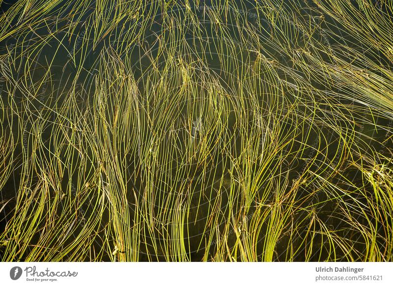 Struktur aus schwingendem Wassergras Gras Natur Sumpf Schwingung Pflanze grün Teich Moor Ruhe Meditation natürlich