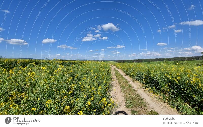 Feldweg zwischen Rapsfeldern Schotter Gras Acker Felder Landwirtschaft sonnig Himmel Wolken Natur Schotterweg Urlaub Erholung ländlich