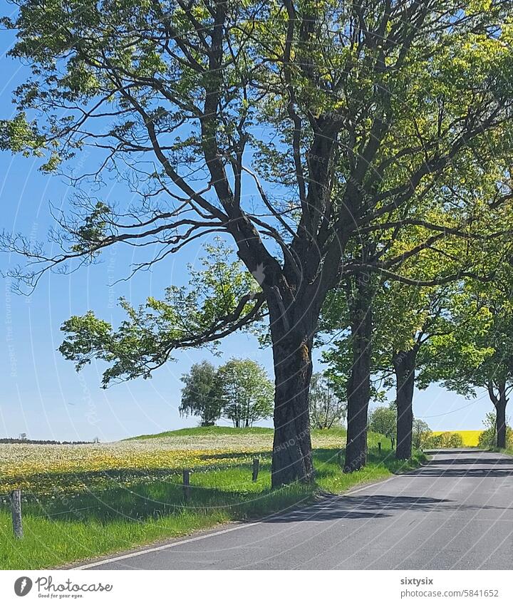 Strasse mit Bäumen am Rand und Wiese Straße Baum Landschaft Natur grün Himmel Asphalt ländlich Gras Urlaub Erholung Weg