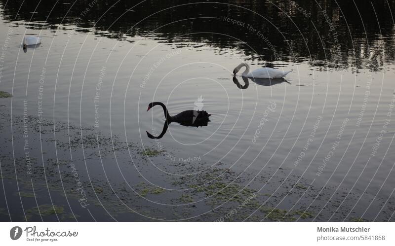 Schwäne auf dem Wasser trüb kühl Äste und Zweige mystisch schön malerisch märchenhaft Märchenlandschaft Märchenwald einsam Stimmung verträumt