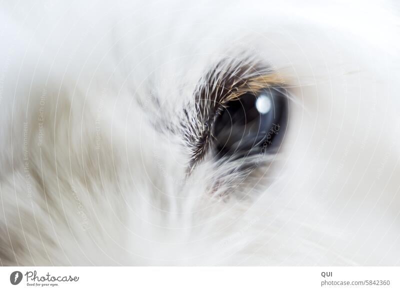 Wenn´s solche Wimpern hat, ist es ein Mädchen Hund Hündchen Auge Hundeauge anschauen Blick blonde Wimpern weiß weißes Fell fell Makro Haare Tier Haustier
