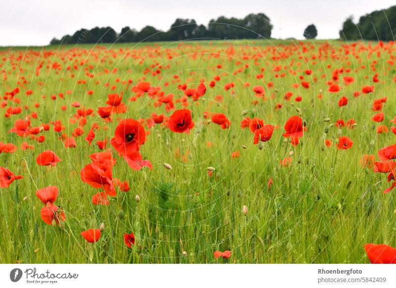 leuchtende Mohnblumen auf einem Feld rot rote Jahreszeit Frühling Sommer Gerste Gras Gräser Landschaft Natur Blütenstand blühen Mohnkapsel Drogen Anbau