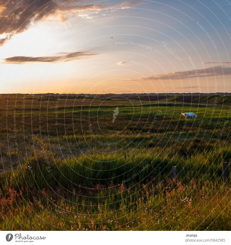 Prärie Idylle friedlich Weide Natur Tier Horizont Schönes Wetter Gras Fressen frei genießen Zufriedenheit Landschaft Wiese Pferd Abend Himmel kitschig Umwelt