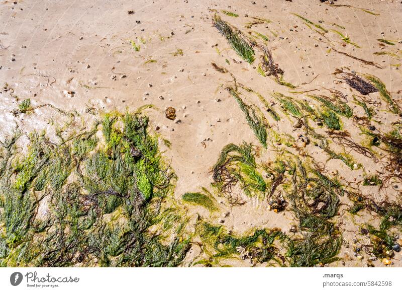 Unkraut Sand grün Strand Küste Meer Algen Umwelt nass Pflanze Natur Textur Seegras Meeresufer Nordsee Strandgut angeschwemmt Vogelperspektive maritim