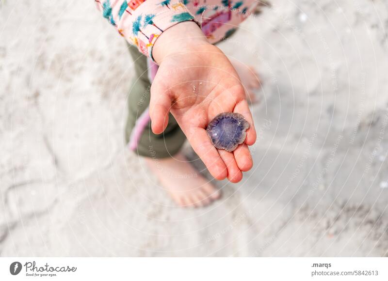 Souvenir Hand zeigen Kindheit Hände Kinderhand finden beschützen Familienleben erforschen entdecken Sand Strand Qualle Umwelt Naturschutz