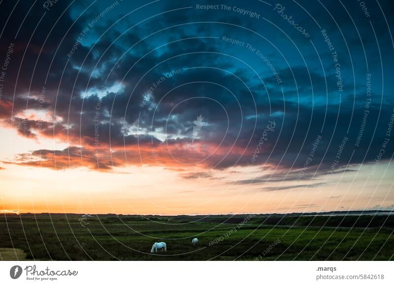 Grasende Pferde Himmel Abend Wiese Landschaft Sonnenuntergang Sonnenlicht Zufriedenheit genießen frei Fressen Schönes Wetter Horizont Tier Natur Weide 2