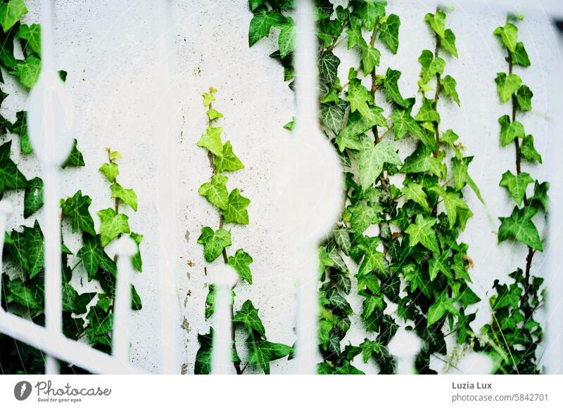 Efeu überwuchert ein altes Gartentor weiß grün Wachstum Natur bewachsen Kletterpflanzen Pflanze Halt festhalten Efeuranke Ranke Gebäudeteil Eingang Tor