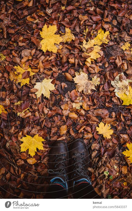 Wanderschuhe im Herbst Wanderstiefel Stiefel TopDown Blatt Ahornblatt Buchenblatt Waldboden braun gelb nass feucht bunt Natur Naturschönheit Naturverbundenheit