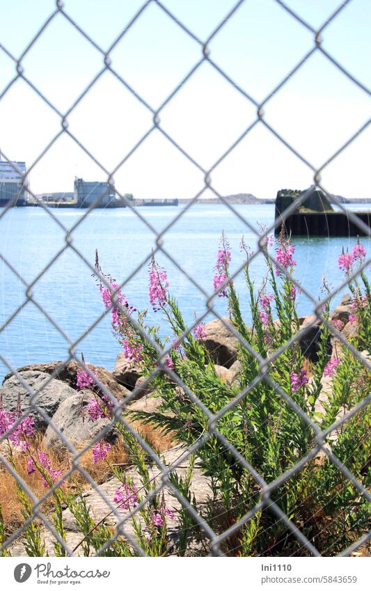 Weidenröschen im Hafengelände Hafenmauer Pflanze Wildpflanze schmalblättrig Epilobium angustifolium Blüten rosa purpurn Nachtkerzengewächs Heilpflanze