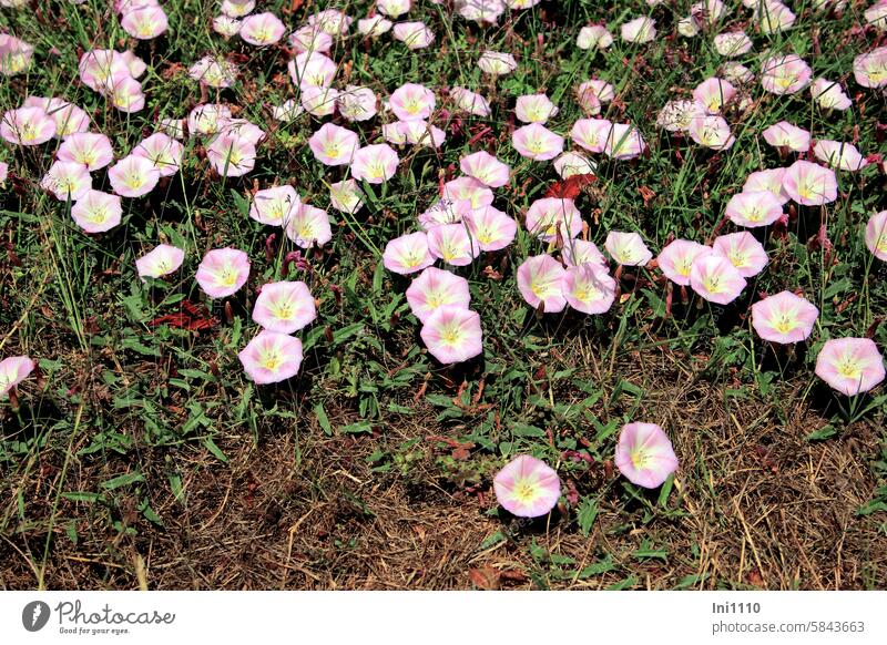 Ackerwinde Landwirtschaft Unkraut Wildpflanze Staude Windengewächs Convolvulaceae Bienenweide Blüte Trichterblüten weiß hellrosa rankende Triebe Ausläufer