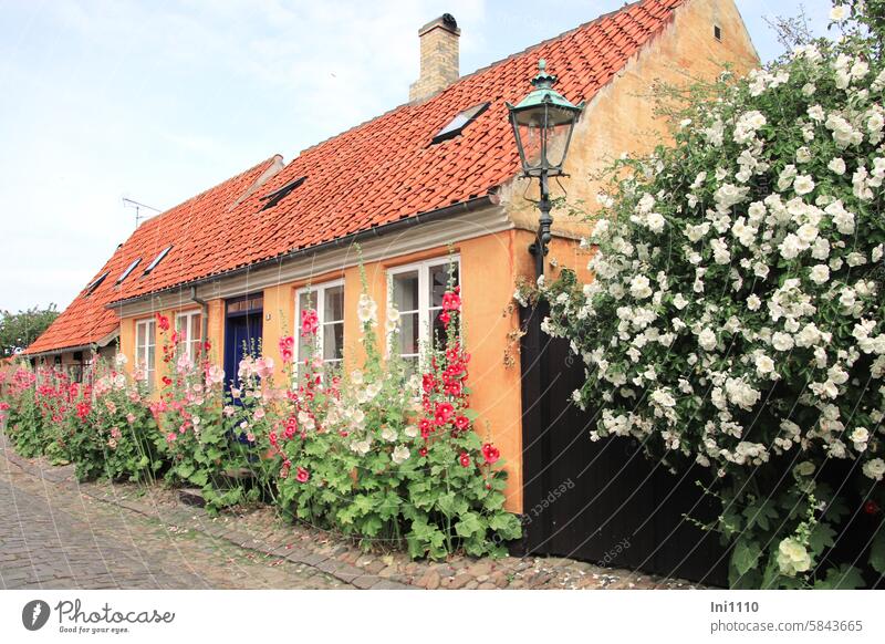 malerische Häuser auf Bornholm Dänemark hübsch Gebäude idyllisch landestypisch Stil warme Farben Kalkfarben gelb senfgelb rot rote Dachziegel Blumenpracht