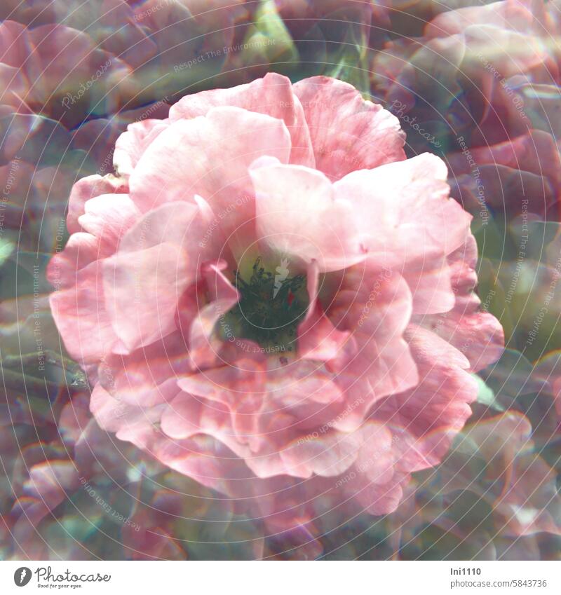Filterspielerei - Rose Pflanze Blüte Effekt Kaleidoskopfilter Lichtbiegung Lichtbrechung optische Illusion abstrakt