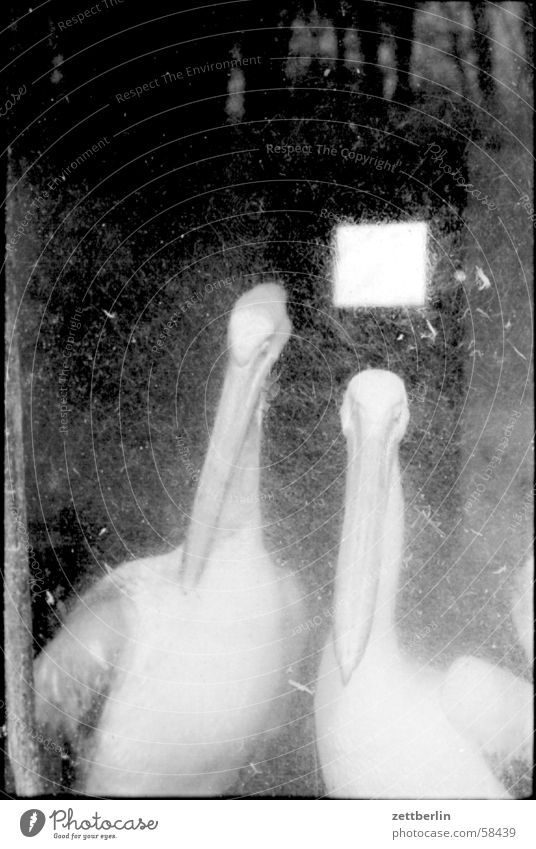 Pelikane Vogel Zoo Gehege Justizvollzugsanstalt Tierhaltung Vogelgrippe