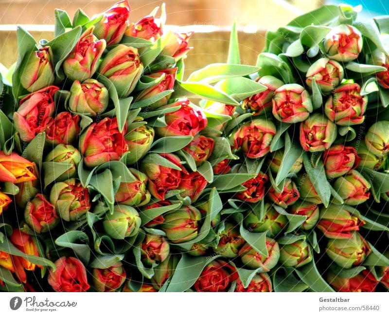 Tulpen ohne Ende Blume grün rot gelb Frühling Blüte Blatt Haufen mehrere schön Blütenknospen viele