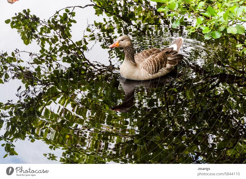 Photobombing Goose Wasser Teich See Reflexion & Spiegelung Natur Tier Schwimmen & Baden Vogel Wildtier Entenvögel Schnabel Feder Licht Tierporträt