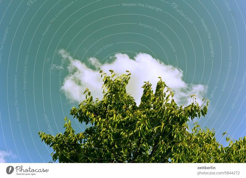 Wolke hinter dem Kirschbaum abend ast dämmerung erholung erwachen ferien garten himmel kleingarten kleingartenkolonie menschenleer nachbarschaft natur pflanze