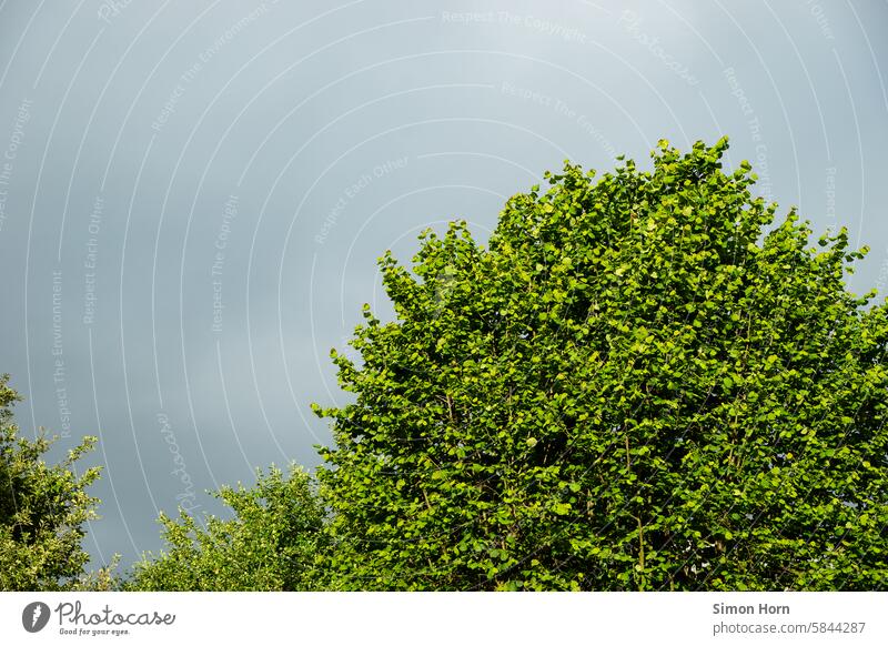 grauer Himmel hinter grünen Bäumen regnerisch Regen Baumkrone Kontrast Wetterumschwung wechselhaft dunkel schlechtes Wetter Natur