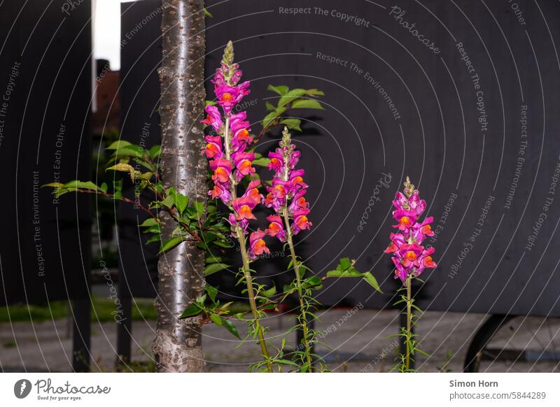 Löwenmäulchen blühen neben einem Baumstamm und vor dunklem Hintergrund dunkler Hintergrund Blüte Blume Violett Löwenmäuler Farbklecks Abwechslung Farbe