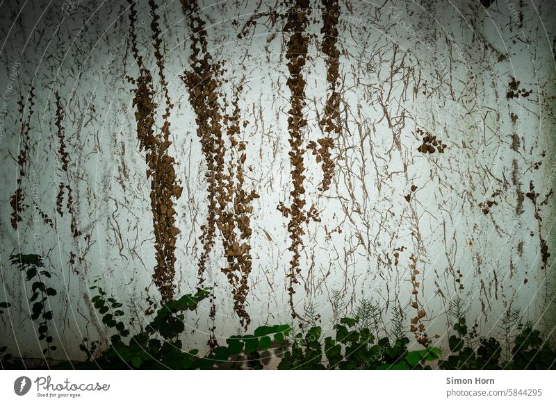 weiße Wand mit Resten eines entfernten und abgestorbenen Bewuchses Kletterpflanze Relikte Mauer Kletterpflanzen Ranke Fassade bewachsen