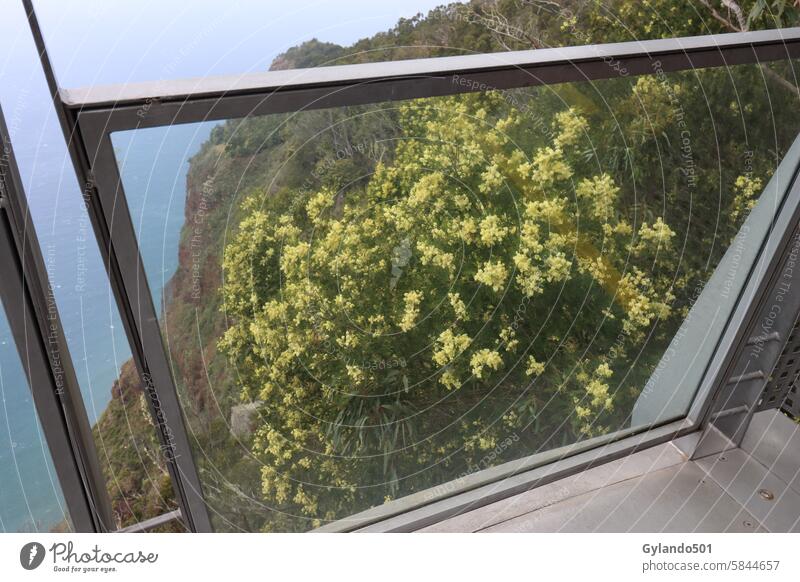 Auf der K(l)ippe Klippe gabo girao Kliff madeira Strauch Hang Tourismus im Freien Portugal Landschaft Natur Reiseziel Urlaub Europa Madeira Madeira-Insel Baum