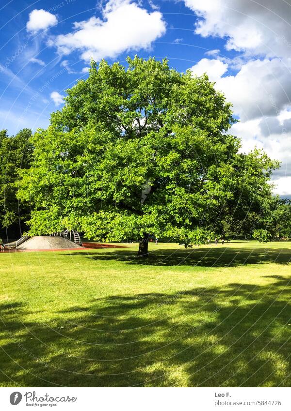 Eine große Eiche mit grünen Blättern steht im Münchner Stadtpark Hirschgarten an einem sonnigen Tag mit blauem Himmel und weißen Wolken. Ast Außenszene Baum