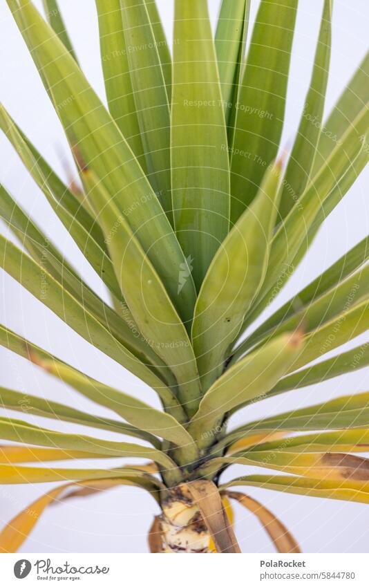 #A0# Mediterrangrün mediterran Palmengewächs südlich Spanien Pflanze