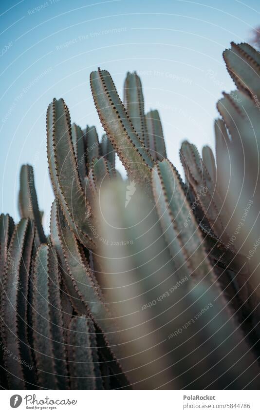 #A0# KAKTUSGRÜN Strukturen & Formen natürlich Spitze botanisch Kakteen Kaktus Wüste Detailaufnahme Stachel exotisch stachelig kaktuspflanze Kakteenstacheln
