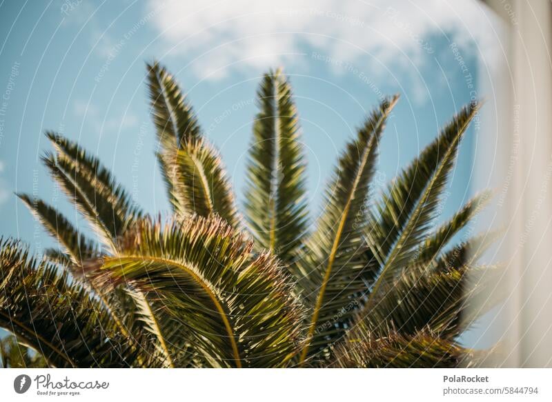 #A0# Palmengrün Palmenwedel Palmenstrand Palmenzweige Palmengarten Palmentapete Palmenblätter Idylle Sommer Sommerurlaub Sommerzeit sommerlich Sommertag