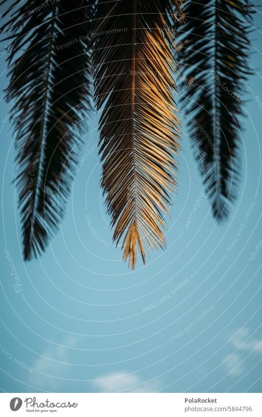 #A0# Palmenglanz Palmenwedel Palmenstrand Palmenzweige Palmengarten Palmentapete Palmenblätter Idylle Sommer Sommerurlaub Sommerzeit sommerlich Sommertag