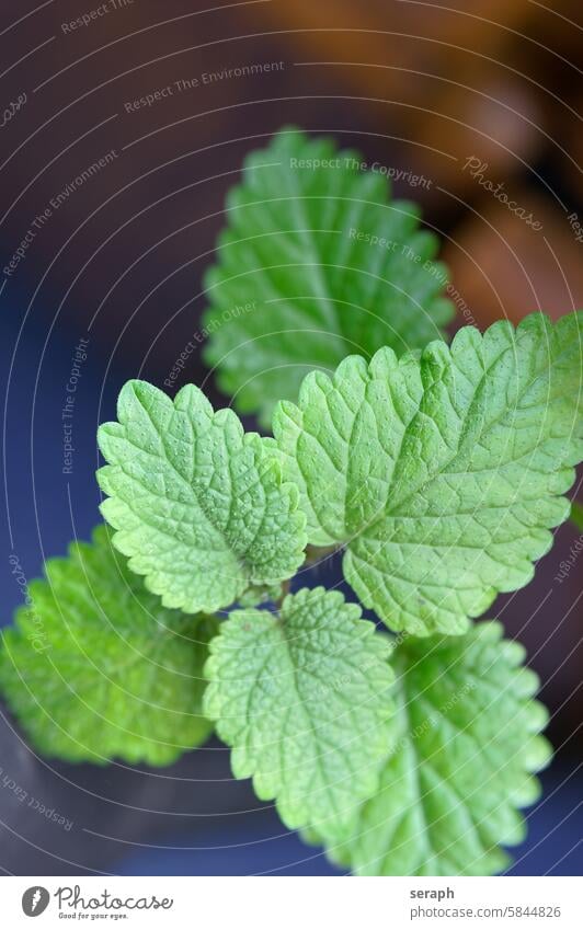 Zitonenmelisse zitronenmelisse pflanze kraut heilkraut beruhigend tee blätter stengel nahaufnahme makro grün Melissa officinalis homöopathie arznei vegetation