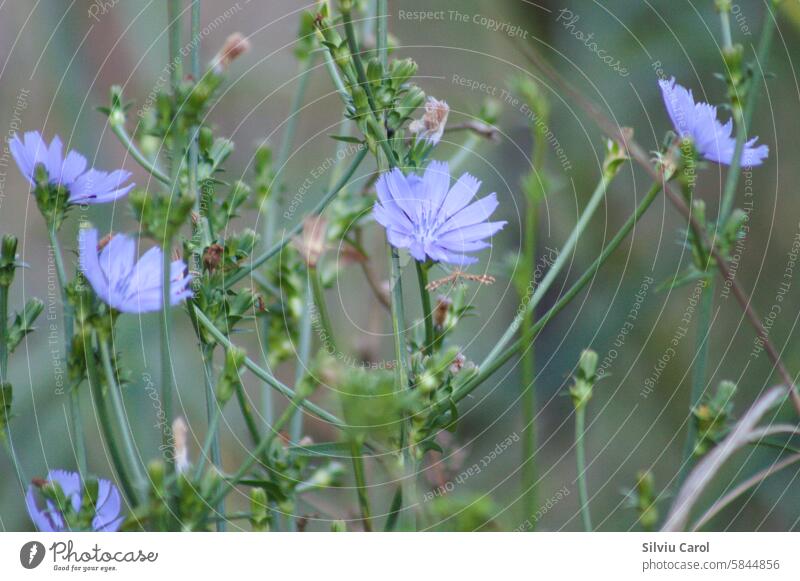 Nahaufnahme von blauen Zichorienblüten mit grünen unscharfen Pflanzen im Hintergrund Blume Sommer Chicorée Garten natürlich Kraut Blütezeit Feld Natur wild